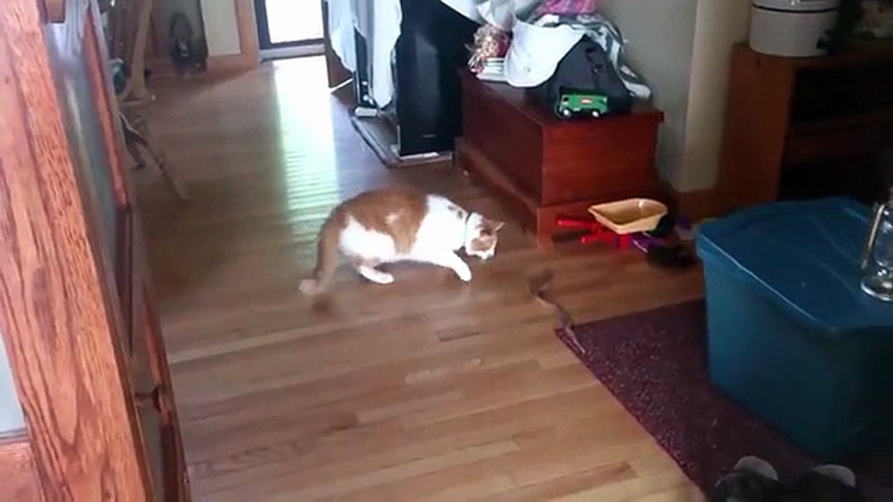 Funny Animals 2025 Best Pet Fails and Cute Animal Reactions Try Not to Laugh