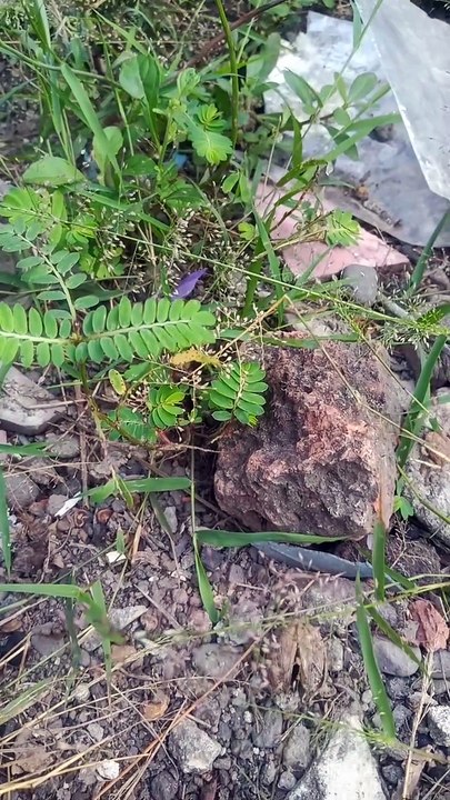 Rumput liar