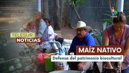 México protege su maíz nativo con la prohibición del transgénico