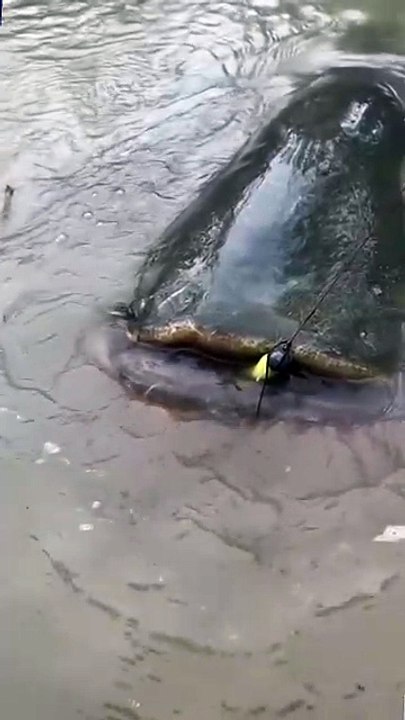 Giant Catfish Fight! My New Fishing Rod is Crying!