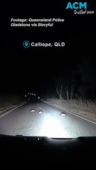 Echidna family waddles across a rural road
