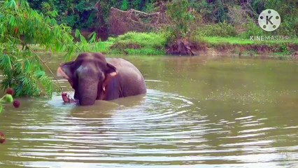 Os animais mais fofos do mundo  n•128