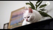 Os animais mais fofos do mundo N•520