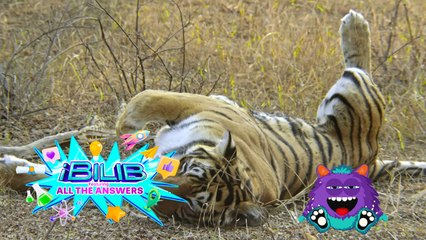 iBilib: What's the smell of a tiger's urine?