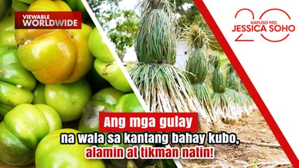 Ang mga gulay na wala sa kantang bahay kubo, alamin at tikman natin! | Kapuso Mo, Jessica Soho