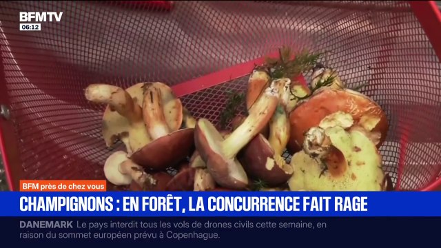 Je n'aime pas quand les gens vous suivent : en Alsace, les cueilleurs tentent de garder secret leur coin à champignons