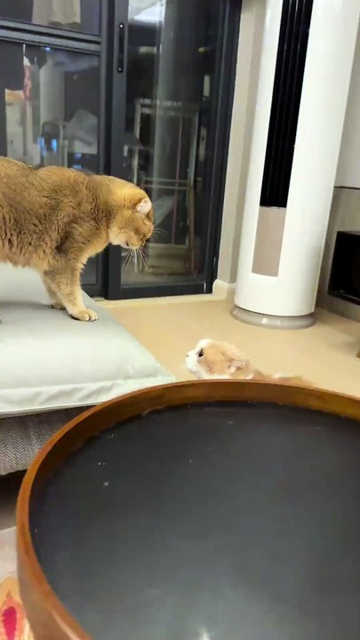 drumming cat