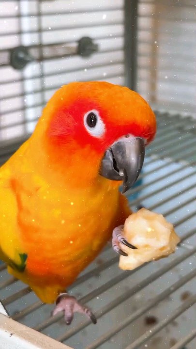 Cute Parrot ❤️
