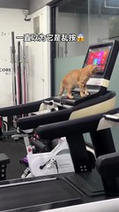Self-disciplined cat