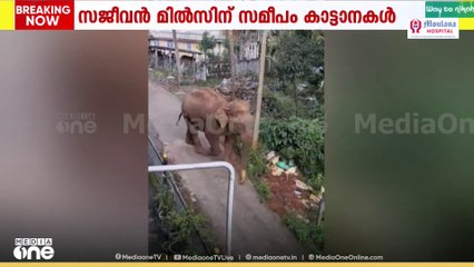 തമിഴ്നാട് നീലഗിരി ഗൂഡല്ലൂരിൽ ജനവാസ മേഖലയിൽ കാട്ടാന ഇറങ്ങി