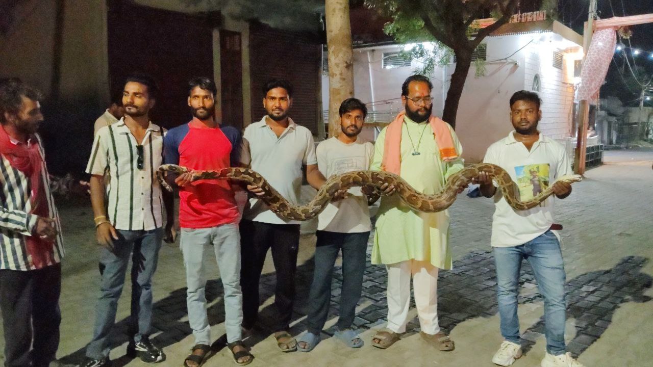 12 फीट लम्बा व 30 किलो वजनी अजगर को किया रेस्क्यू