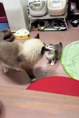 funny animals 😼😂#cat #anmals #viral