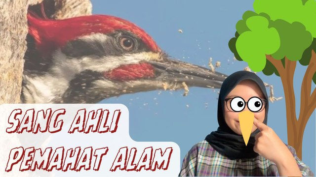 Melihat Kehidupan Burung Pelatuk-Serius Ini Hewan?