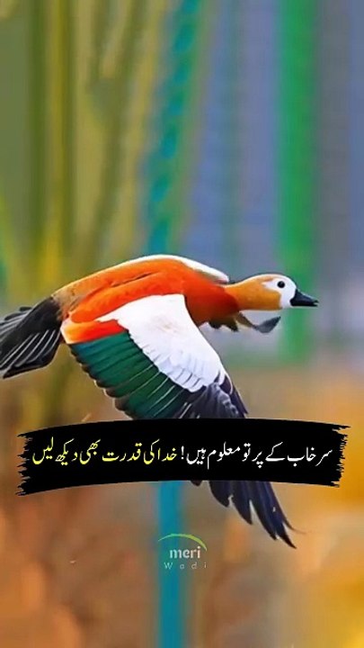 If you have not seen Surkhab in your life