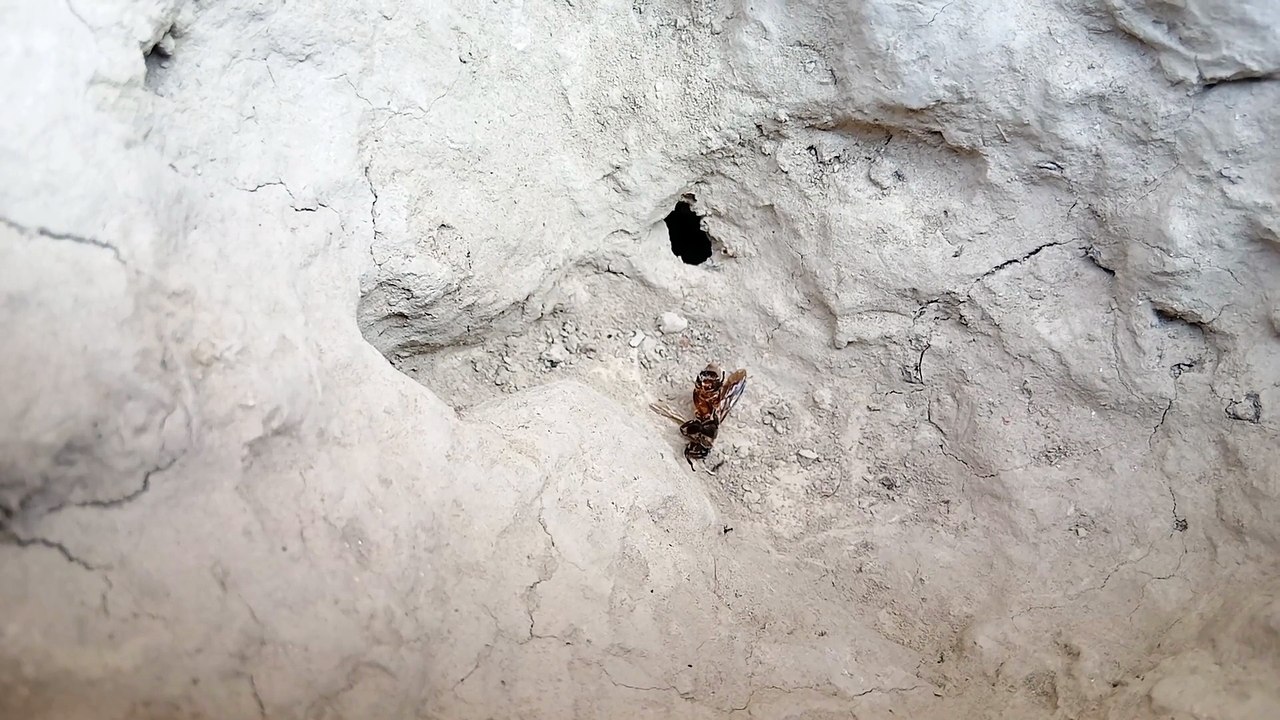 Ant's activity