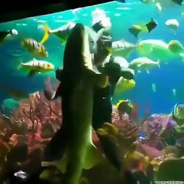 بالفيديو: غواص يراقص سمكة قرش في مشهد رومانسي