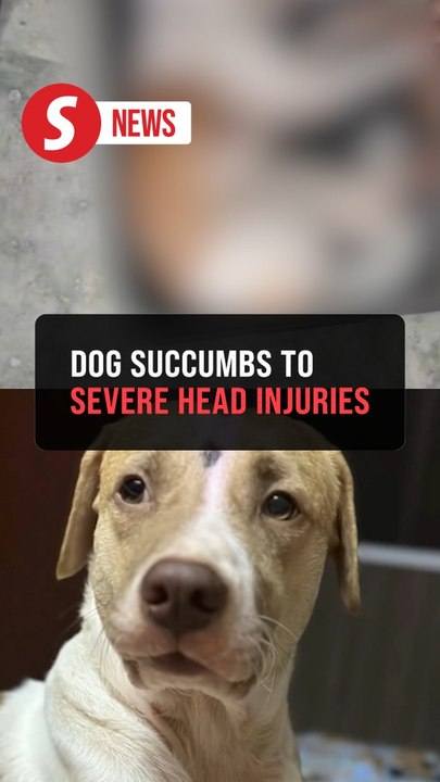 Dog in viral video died of severe head injuries, says Perak DVS