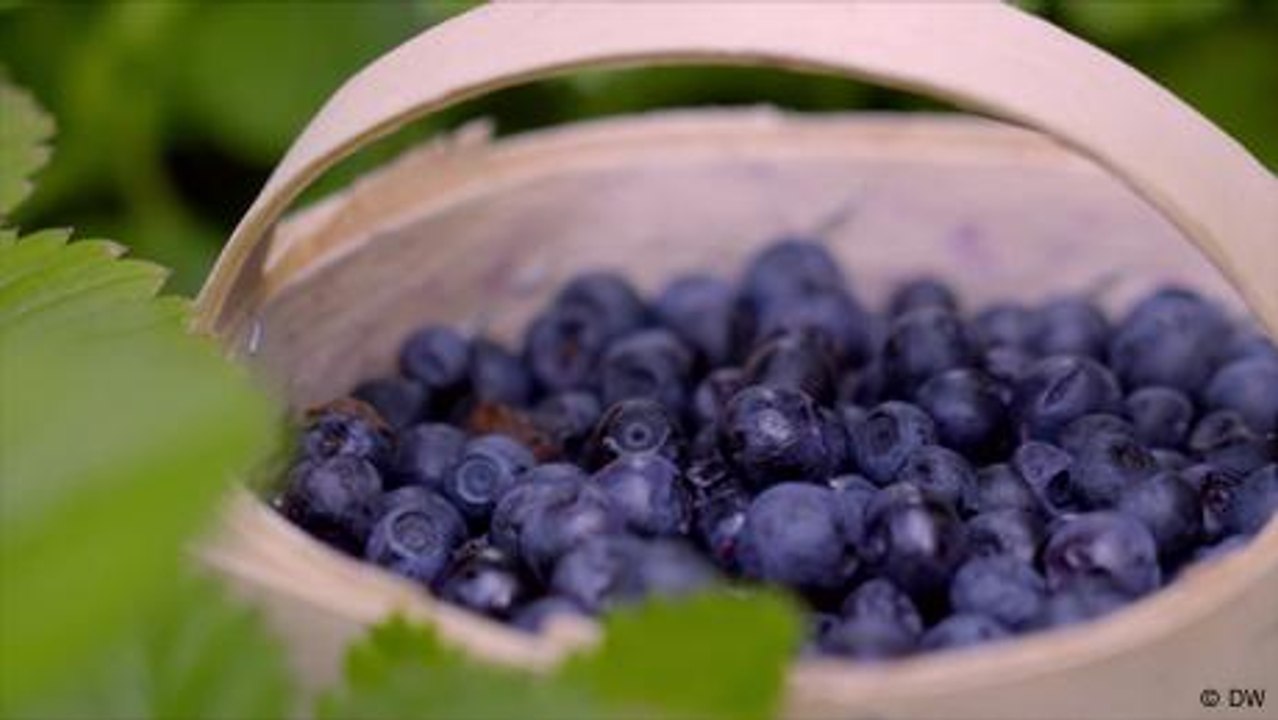 Finnland im Blaubeerfieber
