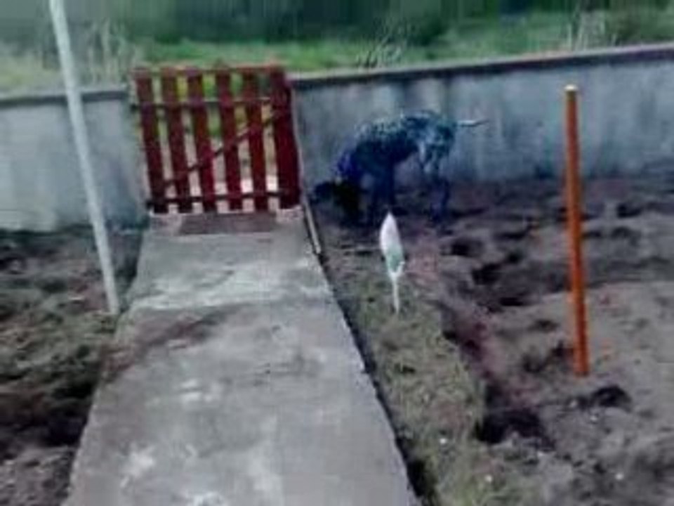 CONNOR DANS LE JARDIN DES PARENTS DE MON HOMME