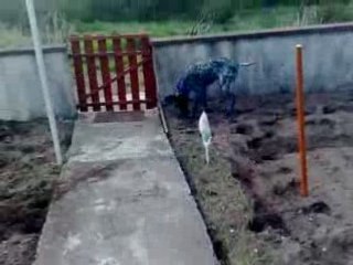 CONNOR DANS LE JARDIN DES PARENTS DE MON HOMME