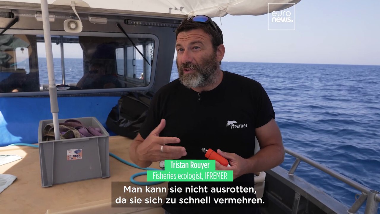 Die Wissenschaft hinter der erstaunlichen Erholung des Roten Thuns in Europa