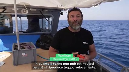 La scienza dietro allo straordinario recupero del tonno rosso in Europa