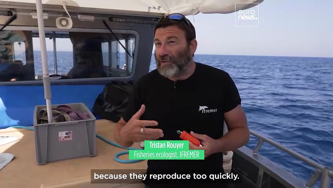 The science behind Europe's stunning bluefin tuna recovery