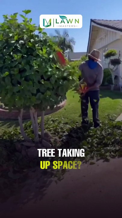 Small Tree Removal Made Easy – Lawn Masters NZ