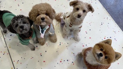 [서울] 우리동네 펫위탁소 운영...최대 10일까지 무료 돌봄 / YTN