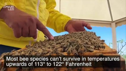 Why This Queen Bee Could Be The Answer to Our Global Warming Questions!