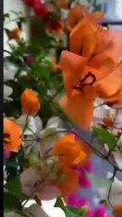 فايز السعيد يغنّي لأميرته