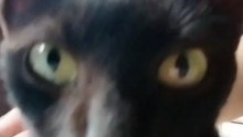 Angry or Chatty? Funny black cat ever 😁