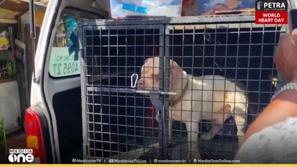 മട്ടാഞ്ചേരിൽ മൂന്ന് മണിക്കൂർ നാട്ടുകാരെ പരിഭ്രാന്തിപ്പെടുത്തി ബുൾഡോസർ നായകള്‍