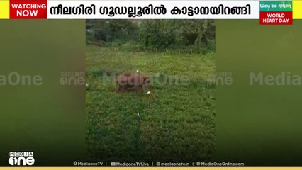തമിഴ്നാട് നീലഗിരി ഗൂഡല്ലൂരിൽ ജനവാസ മേഖലയിൽ കാട്ടാന ഇറങ്ങി