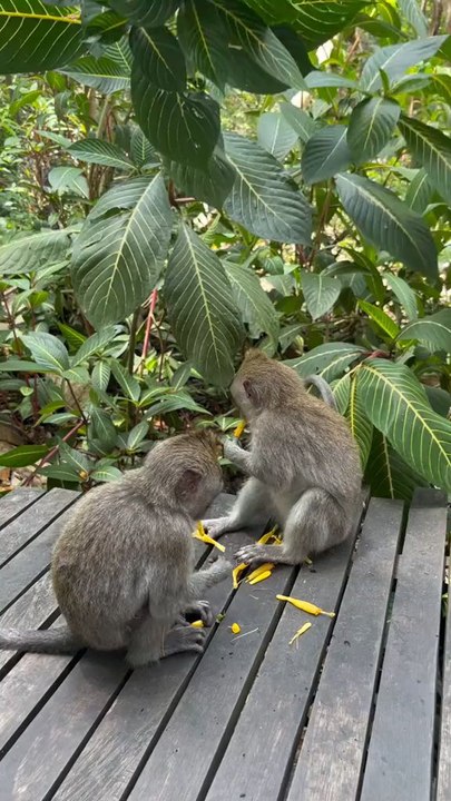 monkey 🐒🐒🐵🐵🐵