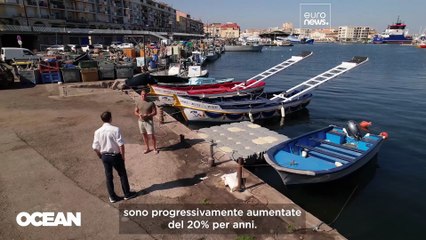 Il grande ritorno del tonno rosso in Europa sarà duraturo?