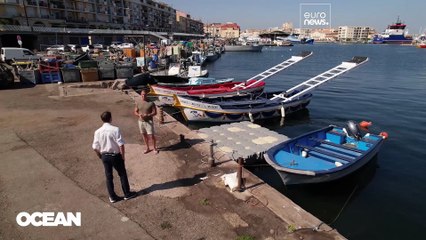 A kihalás széléről tért vissza az európai kékúszójú tonhal