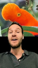 Un OISEAU sans BEC ?!