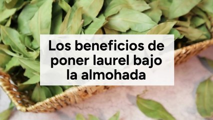 Los beneficios de poner laurel bajo la almohada