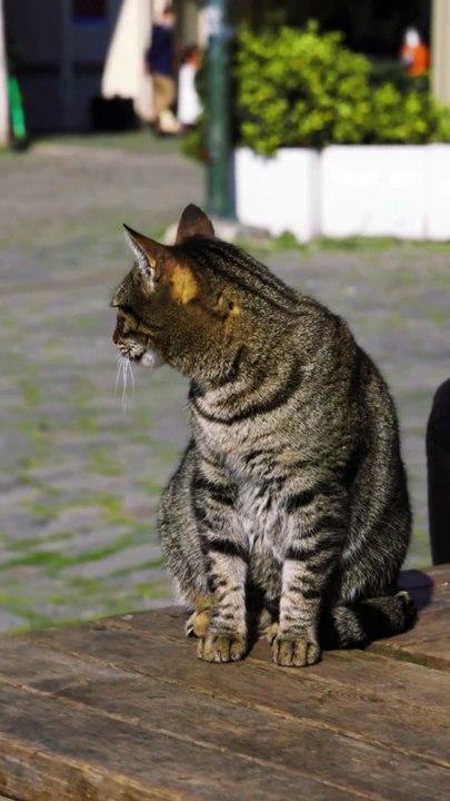“Cats: Independent Hunters, Lifelong Companions” The Fascinating World of Cats