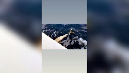 Un cucciolo di delfino morto nelle acque di Bosa