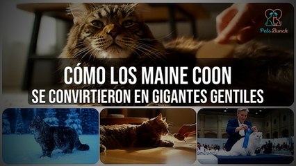 La Historia del Maine Coon: Cómo se Convirtió en el Gigante Gentil