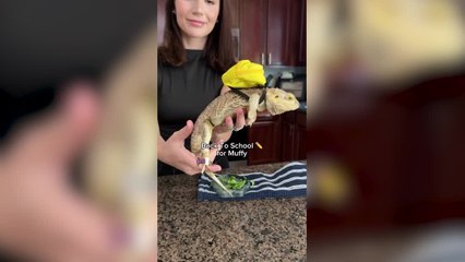 Adorable Bearded Dragon Has His Very Own Mini Backpack