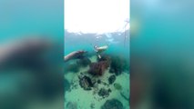 Amazing Moment Woman Starts Swimming With Wild Sea Lions
