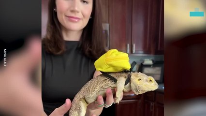 Adorable Bearded Dragon Has His Very Own Mini Backpack