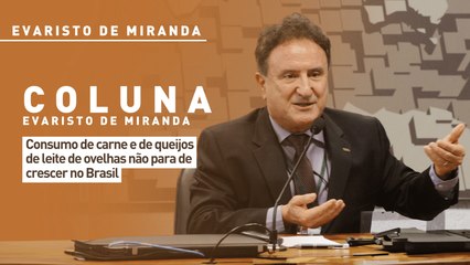 Consumo de carne e de queijos de leite de ovelhas não para de crescer no Brasil