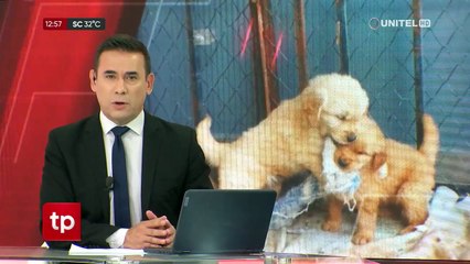 Cachorros rescatados en Cochabamba