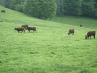 Vaches et sonnailles