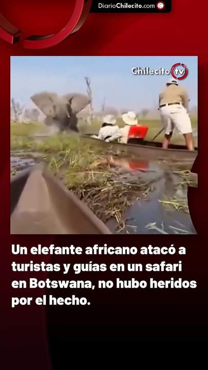 Un elefante africano atacó a turistas y guías en un safari en Botsuana, no hubo heridos por el hecho.