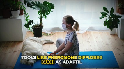 Stop Dog Anxiety With These Simple Tricks